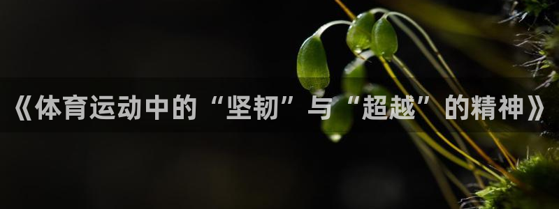 酷玩体育直播nba赛程：《体育运动中的“坚韧”与“超越”的精神》